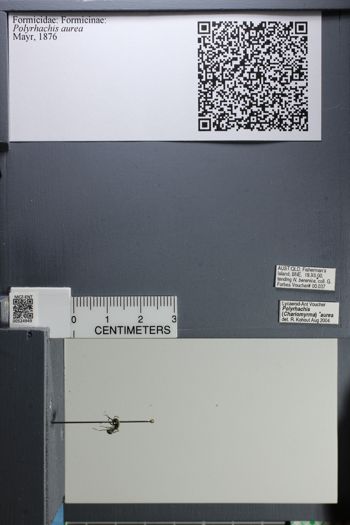 Media type: image;   Entomology 524949
